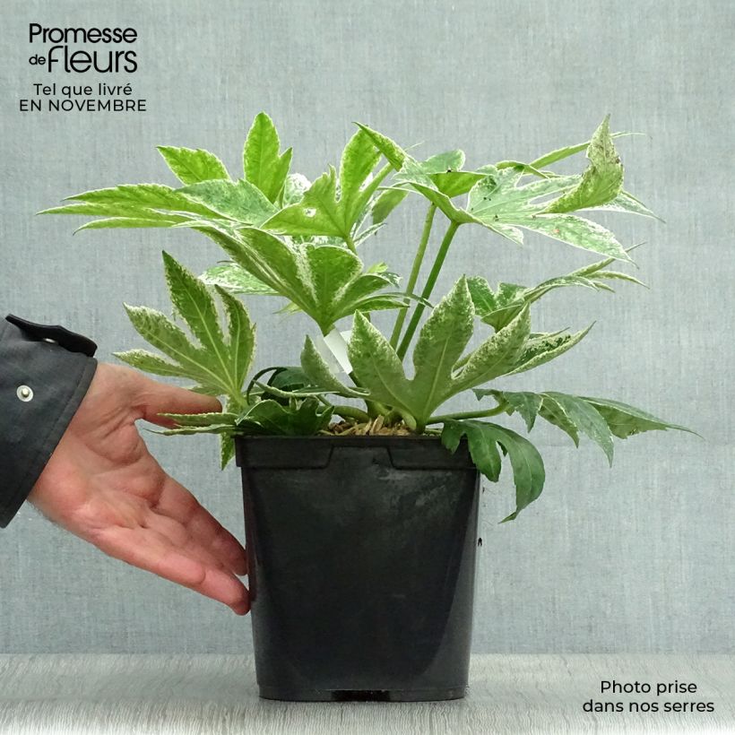 Example of Fatsia japonica Spider's Web - Zimmeraralie Topf mit 2L/3L as you get in automne