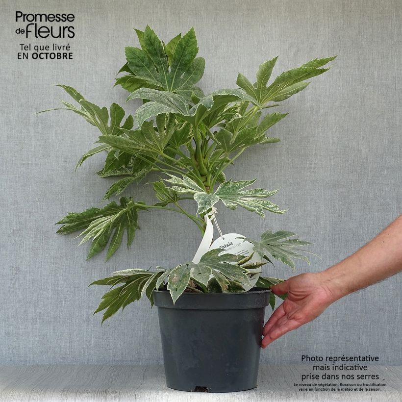 Example of Fatsia japonica Spider's Web - Zimmeraralie Topf mit 6L/7L as you get in automne