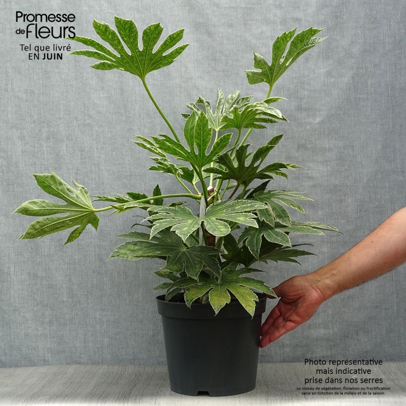 Exemplar von Fatsia japonica Spider's Web - Zimmeraralie Topf mit 6L/7L wie im Sommer geliefert