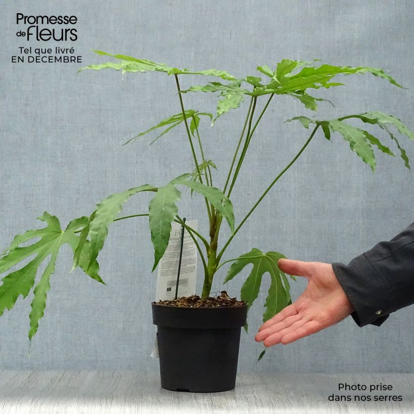 Exemplar von Fatsia polycarpa Green Fingers - Taiwan-Aralie Topf mit 2L/3L wie im Winter geliefert