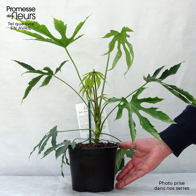 Exemplar von Fatsia polycarpa Green Fingers - Taiwan-Aralie Topf mit 2L/3L wie im Frühjahr geliefert