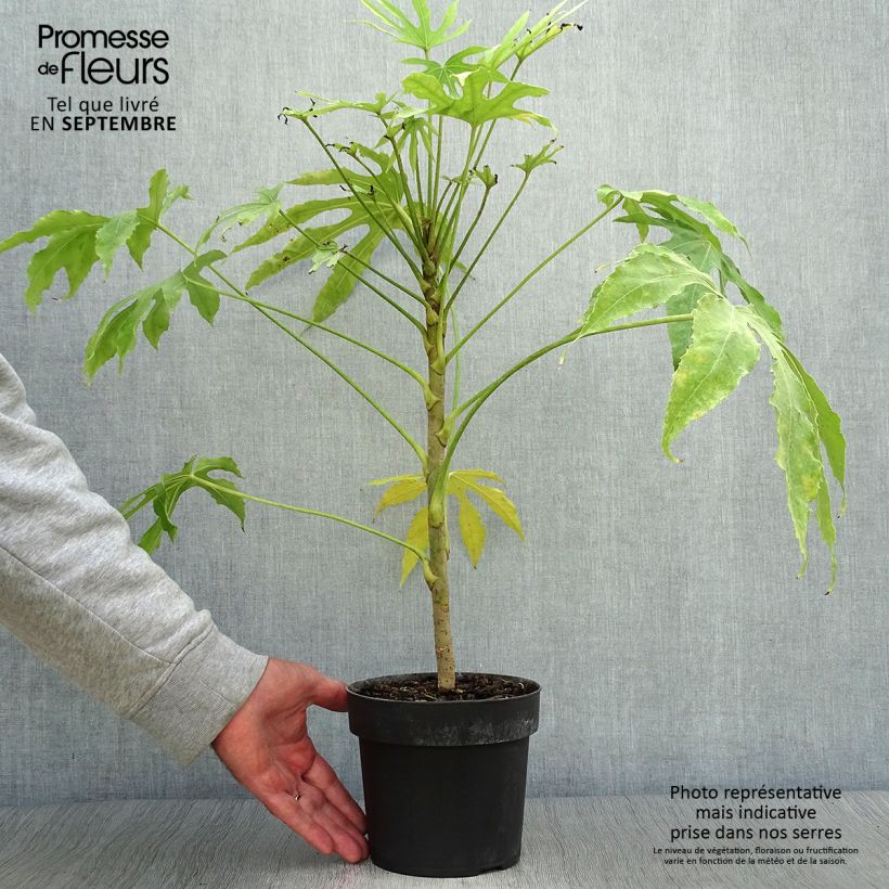 Example of Fatsia polycarpa Green Fingers - Taiwan-Aralie Topf mit 2L/3L as you get in automne