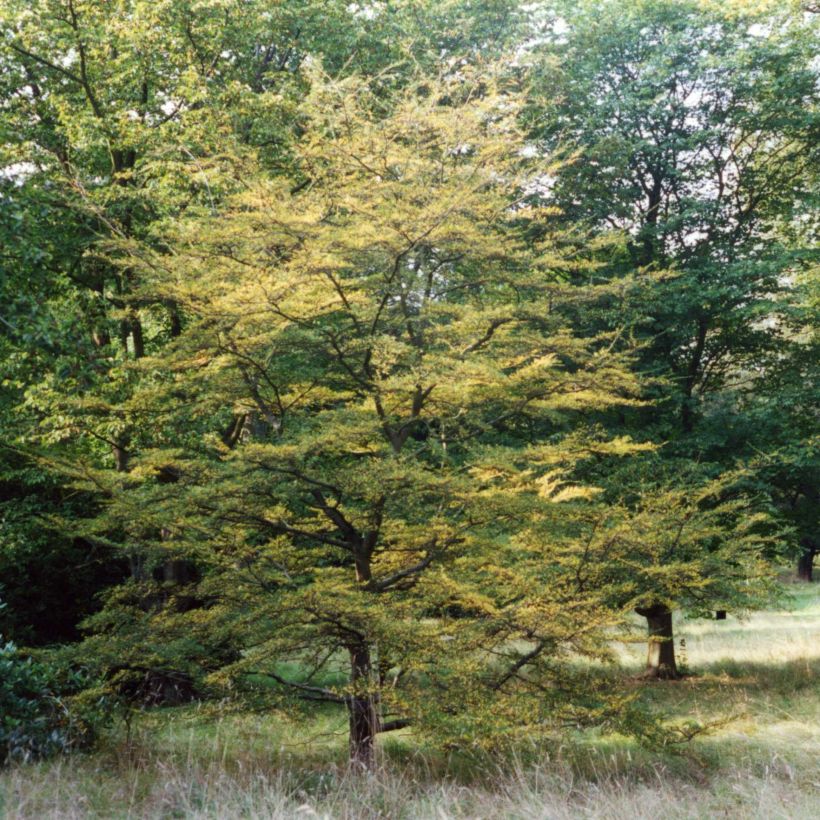 Nothofagus antarctica - Scheinbuche (Plant habit)