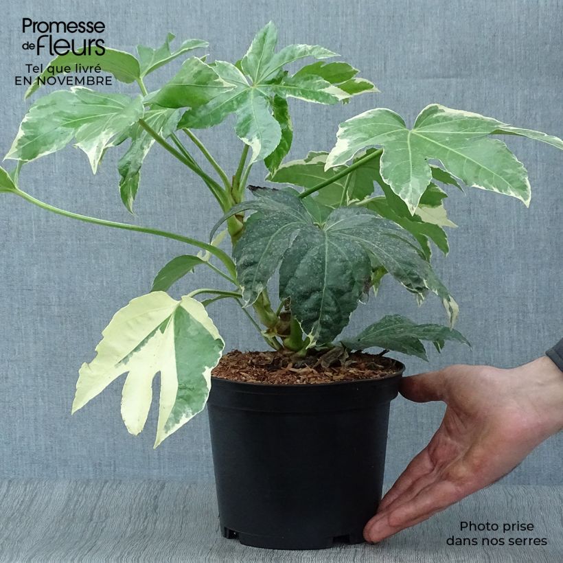 Example of Fatsia japonica Variegata - Zimmeraralie Topf mit 3L/4L as you get in automne