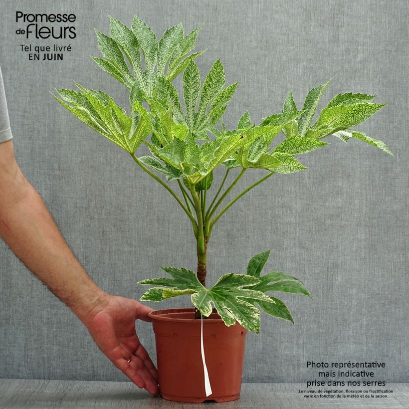 Exemplar von Fatsia japonica Variegata - Zimmeraralie Topf mit 3L/4L wie im Sommer geliefert