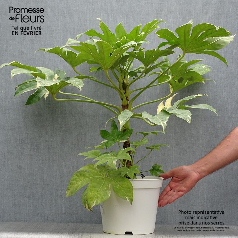Example of Fatsia japonica Variegata - Zimmeraralie Topf mit 6L/7L as you get in automne