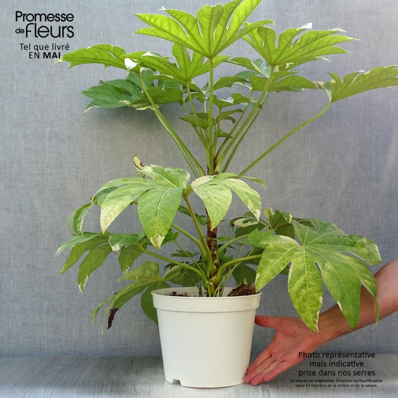 Exemplar von Fatsia japonica Variegata - Zimmeraralie Topf mit 6L/7L wie im Frühjahr geliefert