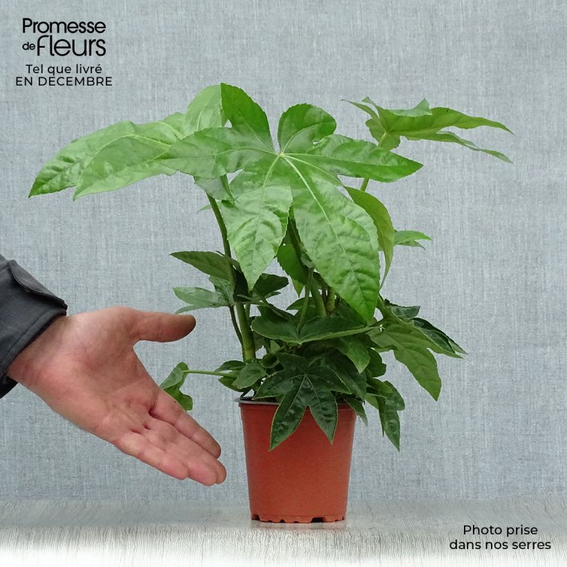 Exemplar von Fatsia japonica - Zimmeraralie Kleine Töpfe von 8/9 cm wie im Winter geliefert