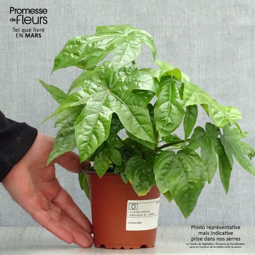 Exemplar von Fatsia japonica - Zimmeraralie Kleine Töpfe von 8/9 cm wie im Frühjahr geliefert