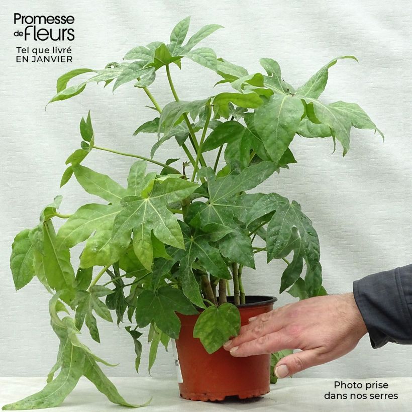 Exemplar von Fatsia japonica - Zimmeraralie Topf mit 2L/3L wie im Winter geliefert