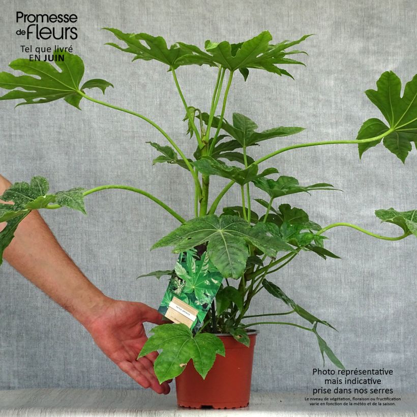 Exemplar von Fatsia japonica - Zimmeraralie Topf mit 2L/3L wie im Sommer geliefert