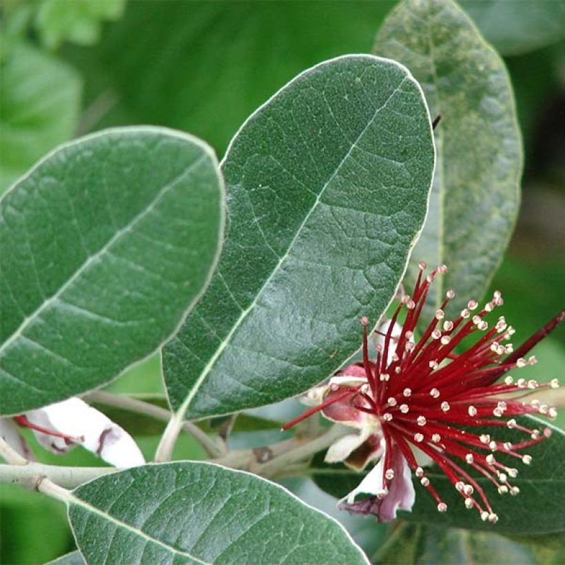 Brasilianische Guave - Acca sellowiana (Foliage)