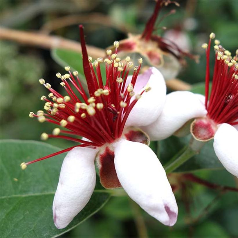Brasilianische Guave - Acca sellowiana (Flowering)