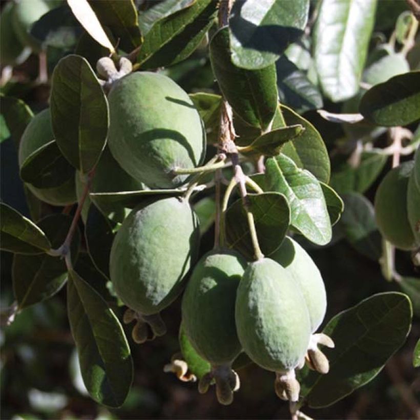 Brasilianische Guave - Acca sellowiana (Harvest)