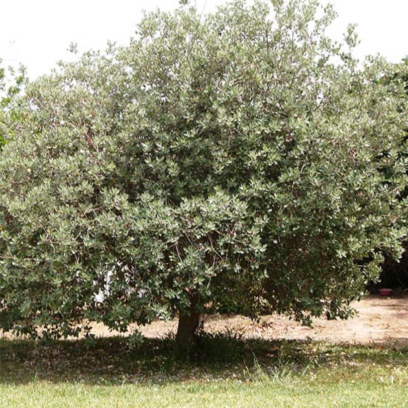 Brasilianische Guave - Acca sellowiana (Plant habit)