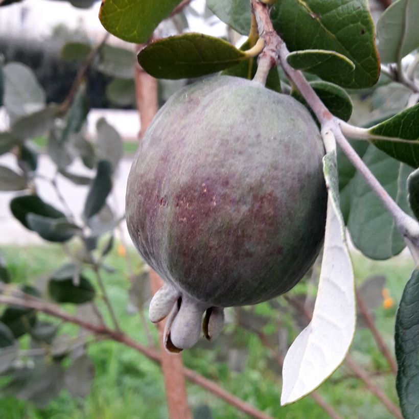 Brasilianische Guave Apollo - Feijoa sellowiana (Harvest)