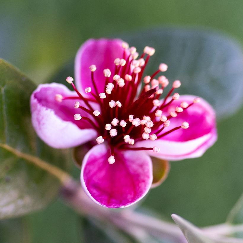 Brasilianische Guave Apollo - Feijoa sellowiana (Flowering)