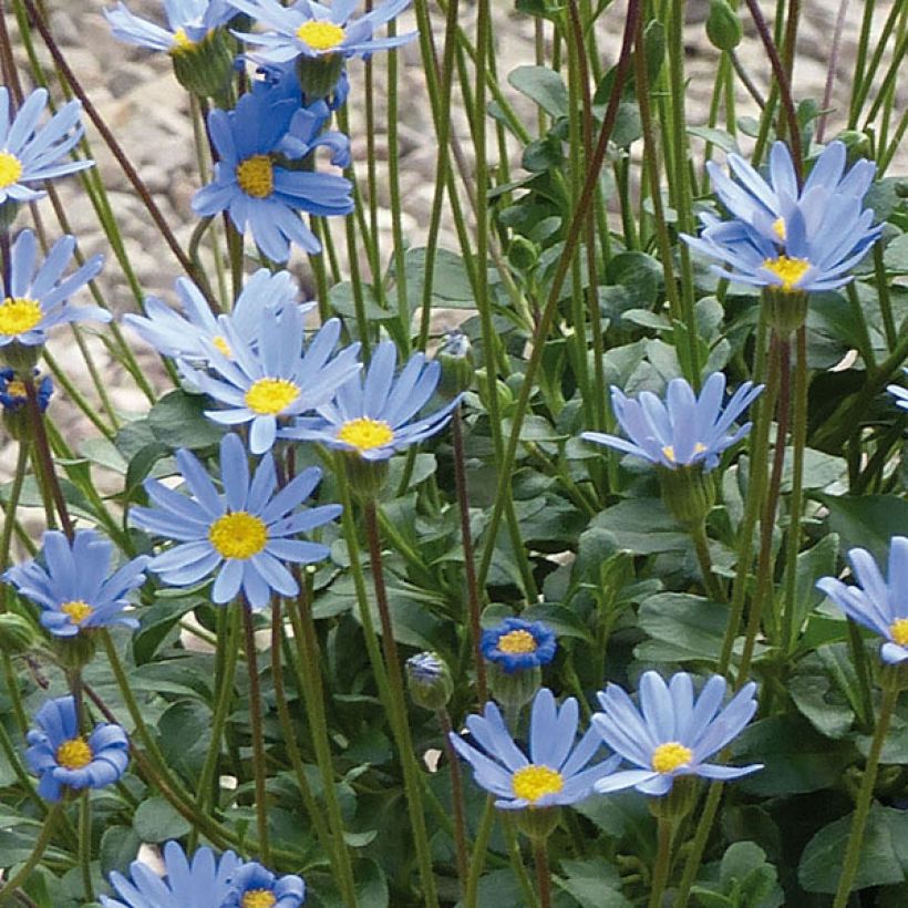 Felicia amelloides Forever Blue - Kapaster (Flowering)