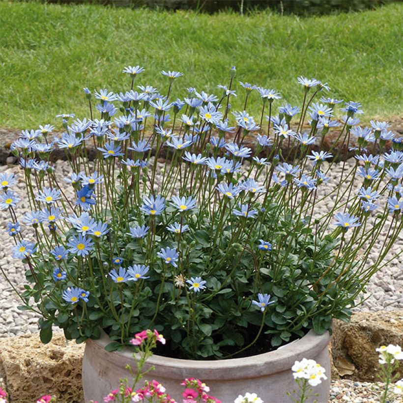 Felicia amelloides Forever Blue - Kapaster (Plant habit)