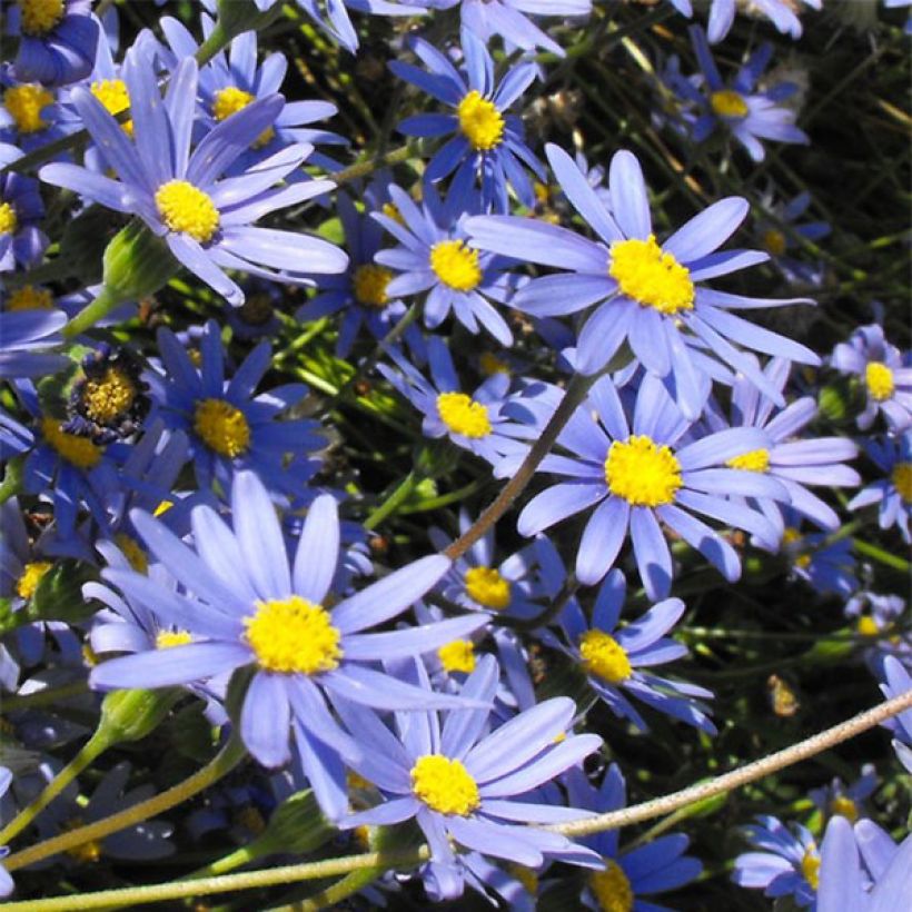 Felicia amelloides - Kapaster (Flowering)