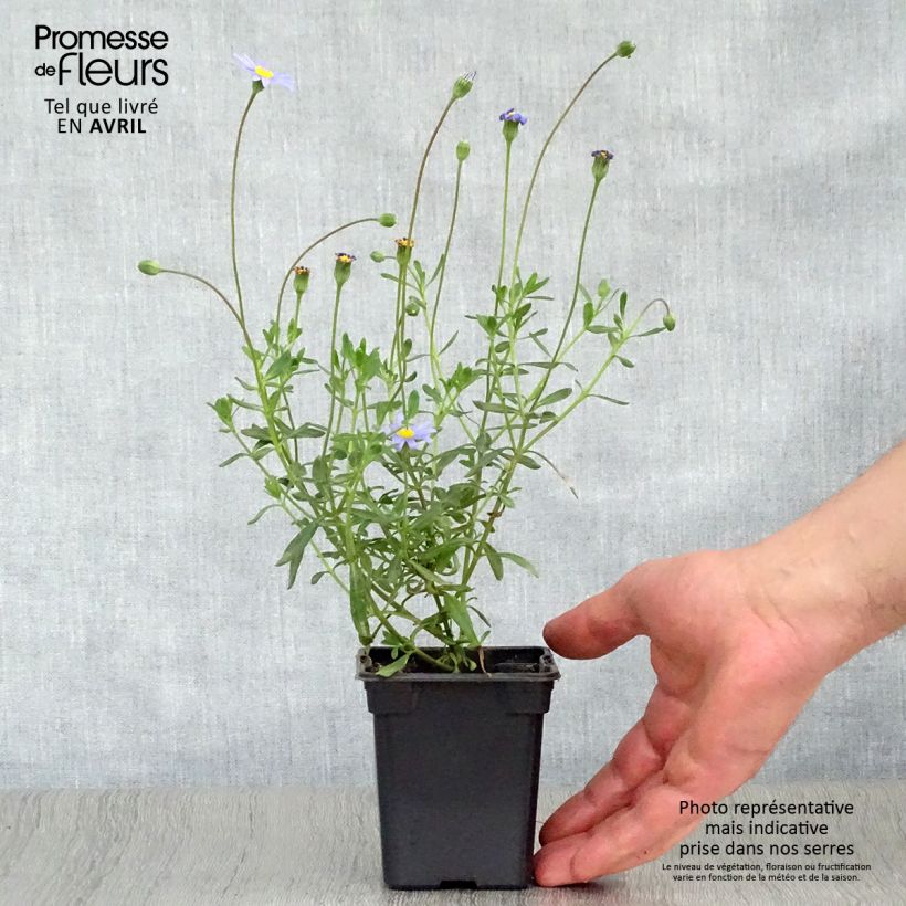 Exemplar von Felicia amelloides - Kapaster Kleine Töpfe von 7/8 cm wie im Frühjahr geliefert