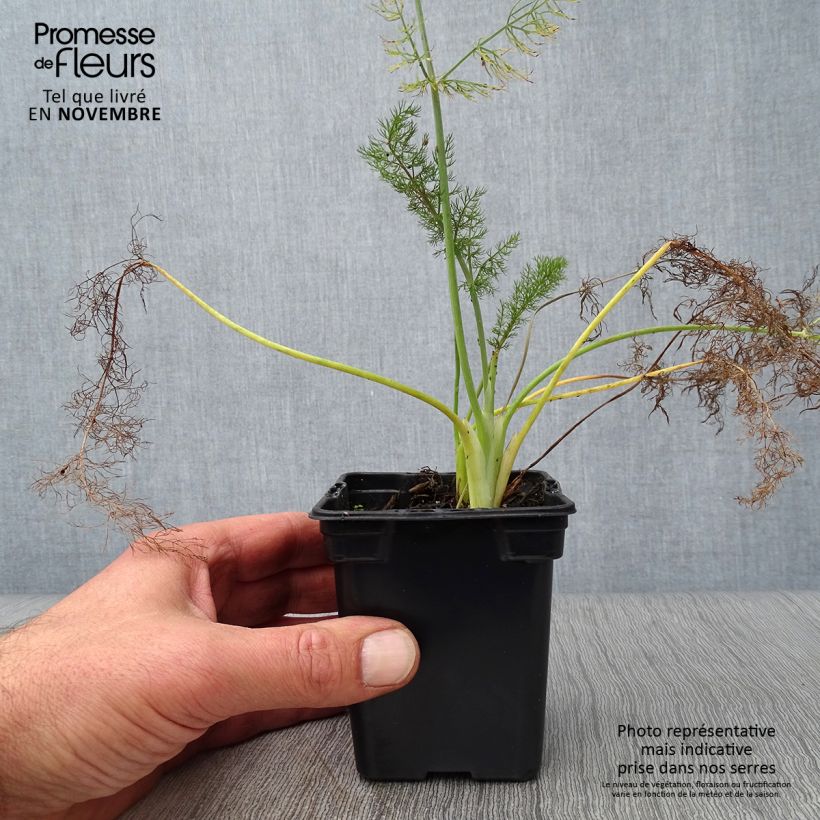 Example of Fenchel Purpureum - Foeniculum vulgare Kleine Töpfe von 7/8 cm as you get in automne