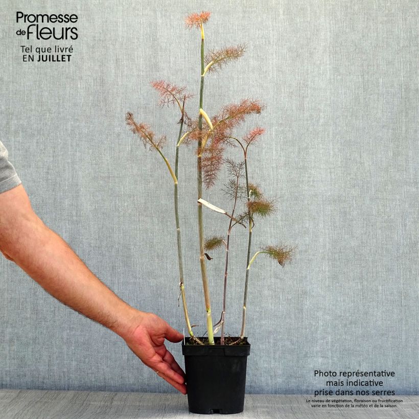 Example of Fenchel Purpureum - Foeniculum vulgare Topf mit 2L/3L as you get in ete