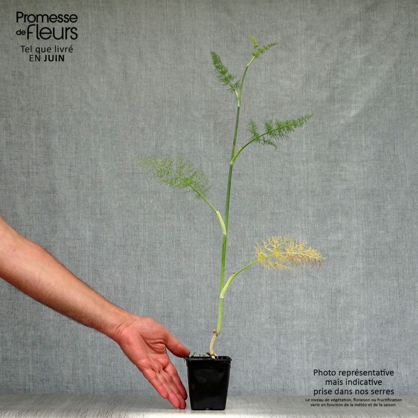 Exemplar von Fenchel - Foeniculum vulgare Kleine Töpfe von 7/8 cm wie im Sommer geliefert