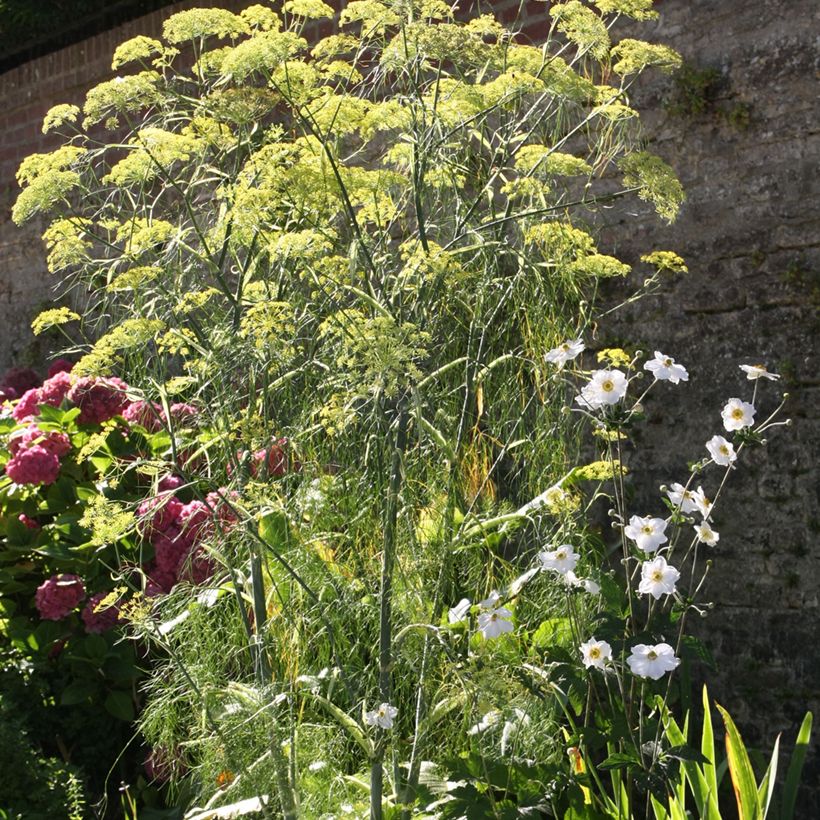 Fenchel - Foeniculum vulgare (Plant habit)