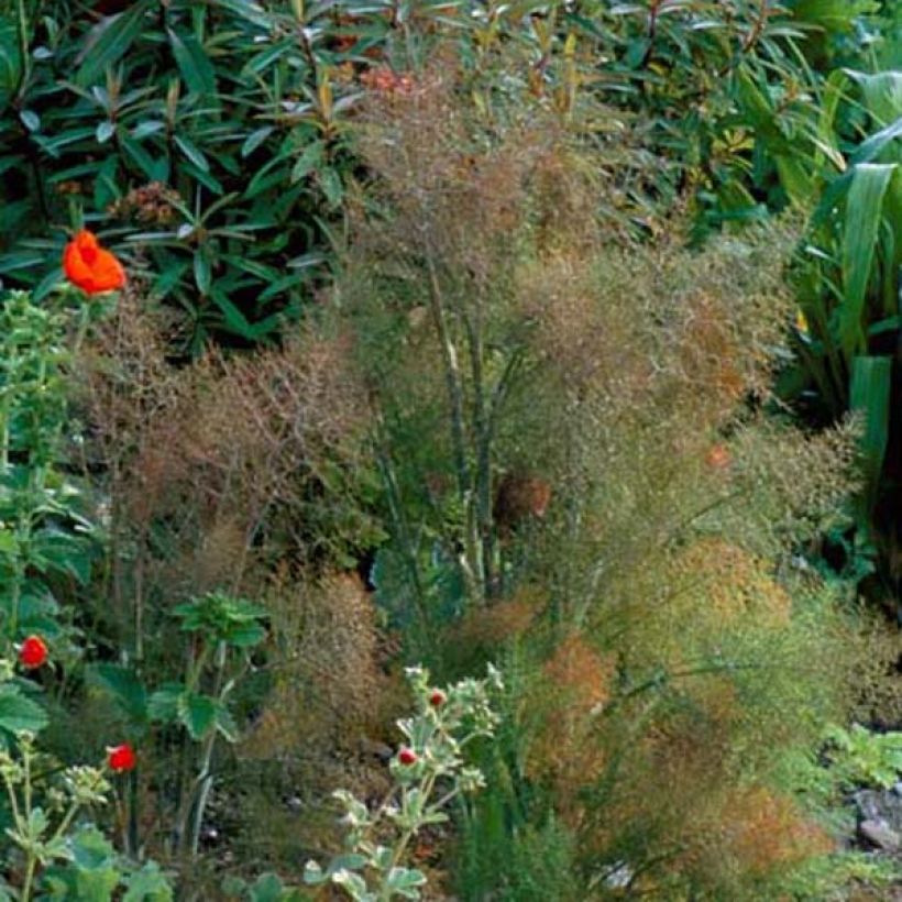 Fenchel Purpureum - Foeniculum vulgare (Plant habit)