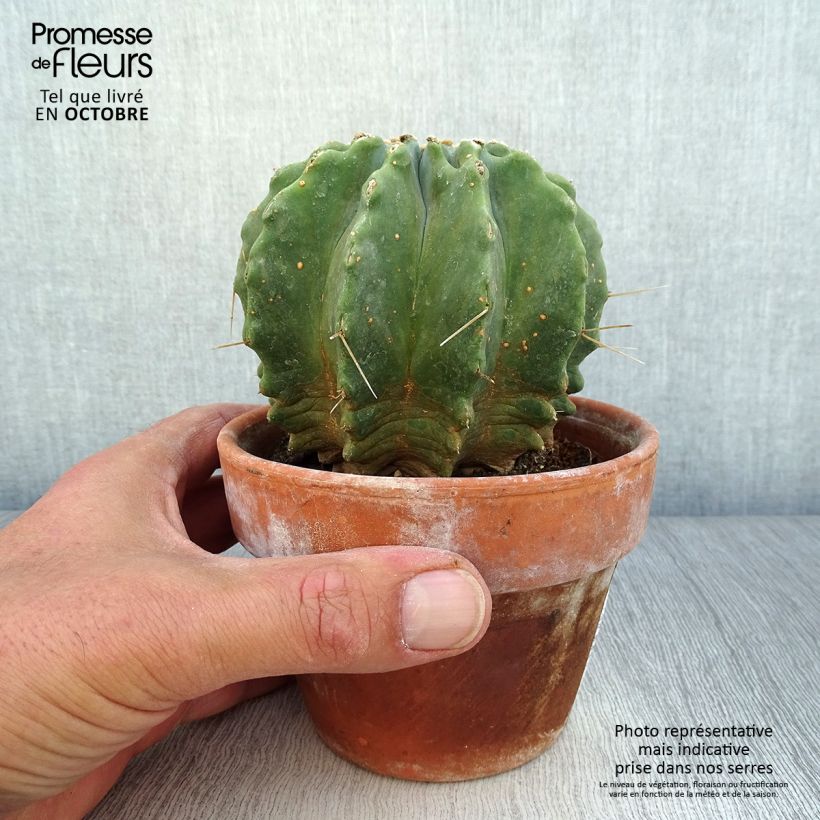 Example of Ferocactus glaucescens Inermis - Ferokaktus Topf 12 cm / 13 cm as you get in automne