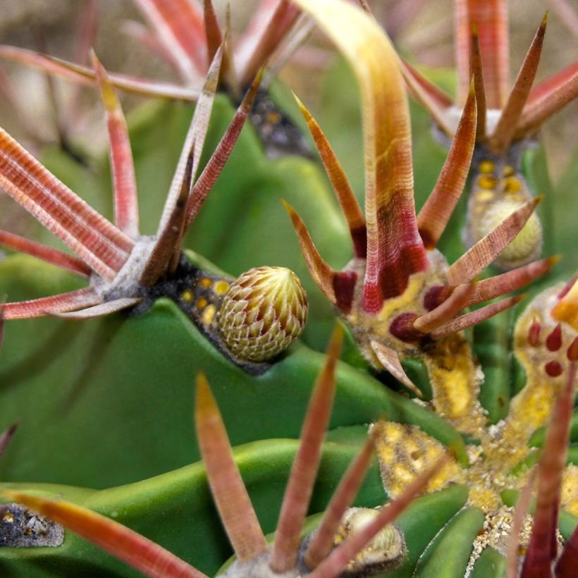 Ferocactus latispinus - Ferokaktus (Laub)