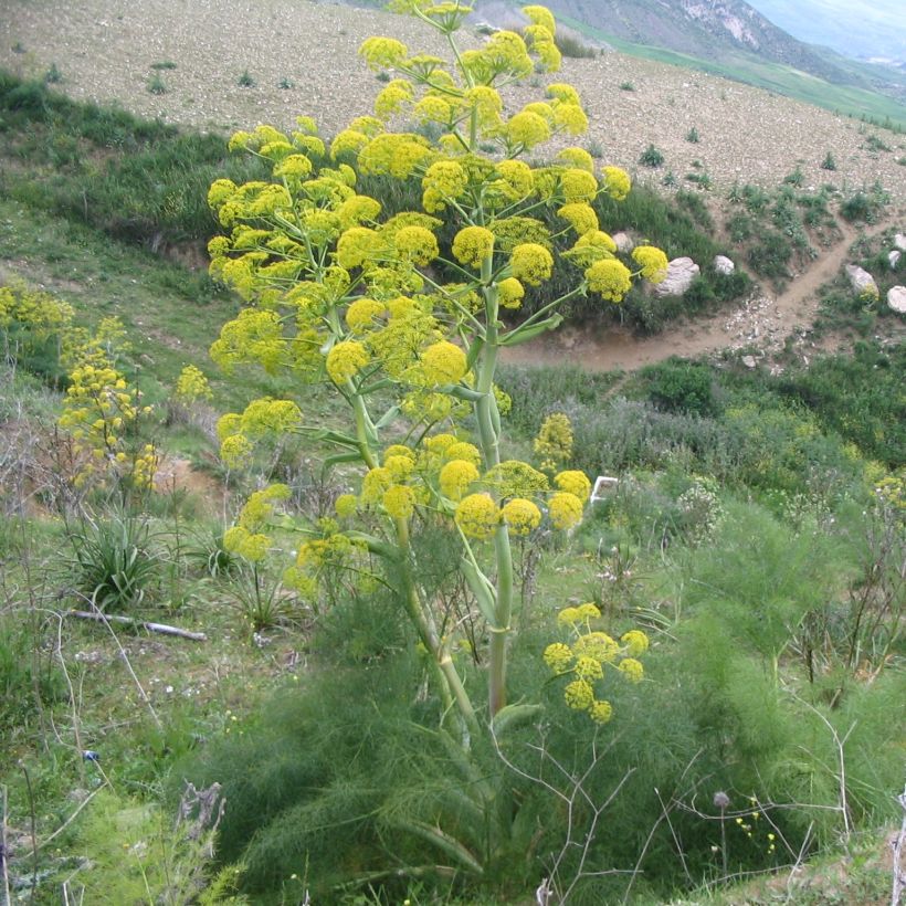 Gemeines Rutenkraut - Ferula communis (Plant habit)
