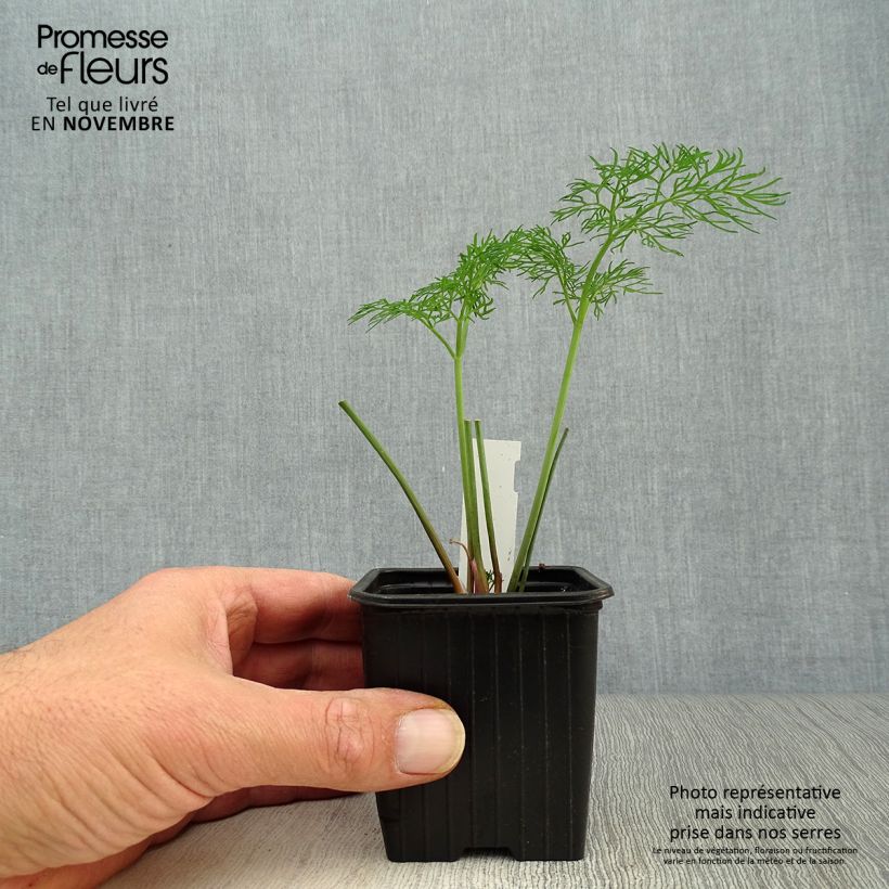 Example of Gemeines Rutenkraut - Ferula communis Kleine Töpfe von 8/9 cm as you get in automne