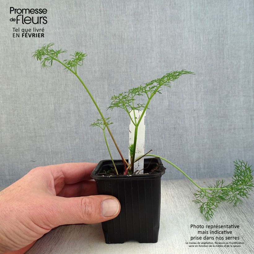 Exemplar von Gemeines Rutenkraut - Ferula communis Kleine Töpfe von 8/9 cm wie im Winter geliefert