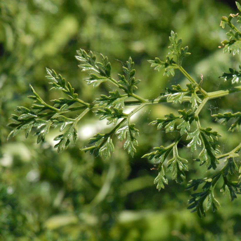 Steckenkraut - Ferula tingitana (Foliage)