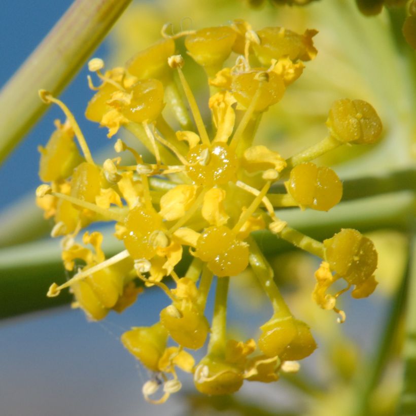 Steckenkraut - Ferula tingitana (Flowering)