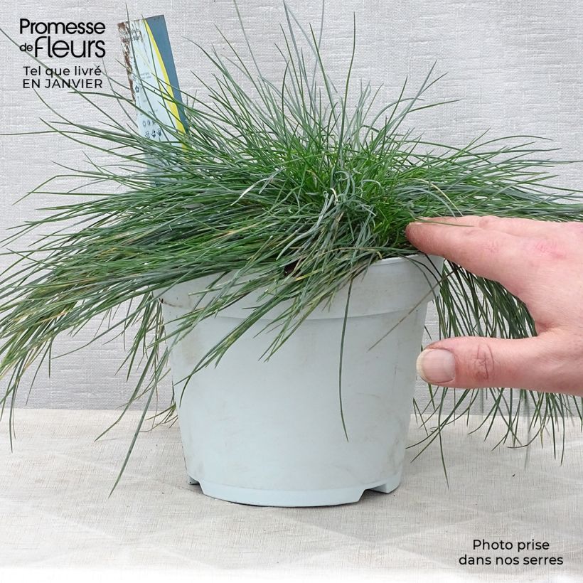 Exemplar von Blau-Schwingel Intense Blue - Festuca glauca Topf mit 2L/3L wie im Winter geliefert