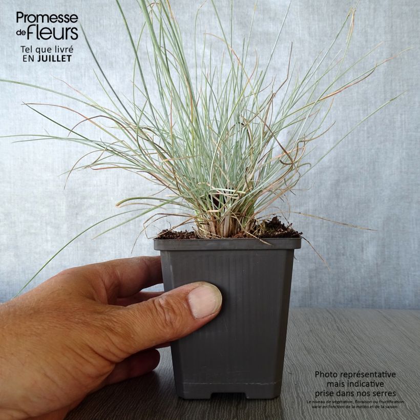 Example of Blau-Schwingel Intense Blue - Festuca glauca Kleine Töpfe von 8/9 cm as you get in ete