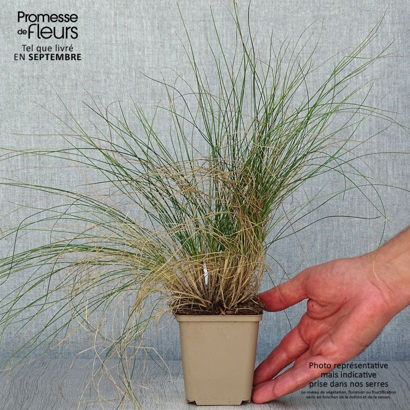 Exemplar von Schwingel Sunrise - Festuca Kleine Töpfe von 8/9 cm wie im Herbst geliefert