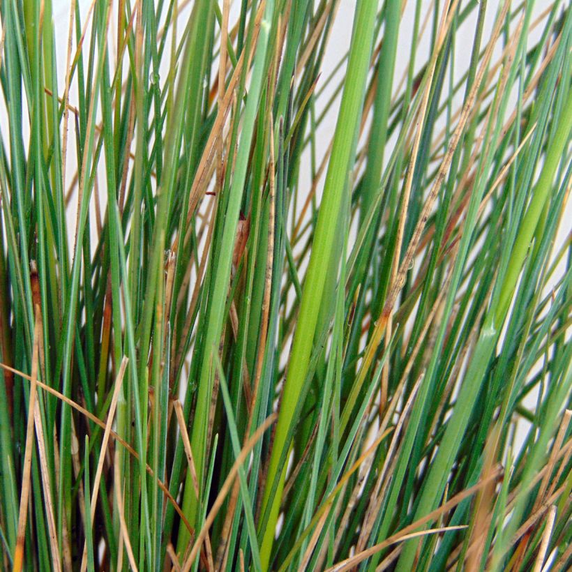 Amethyst-Schwingel - Festuca amethystina (Foliage)