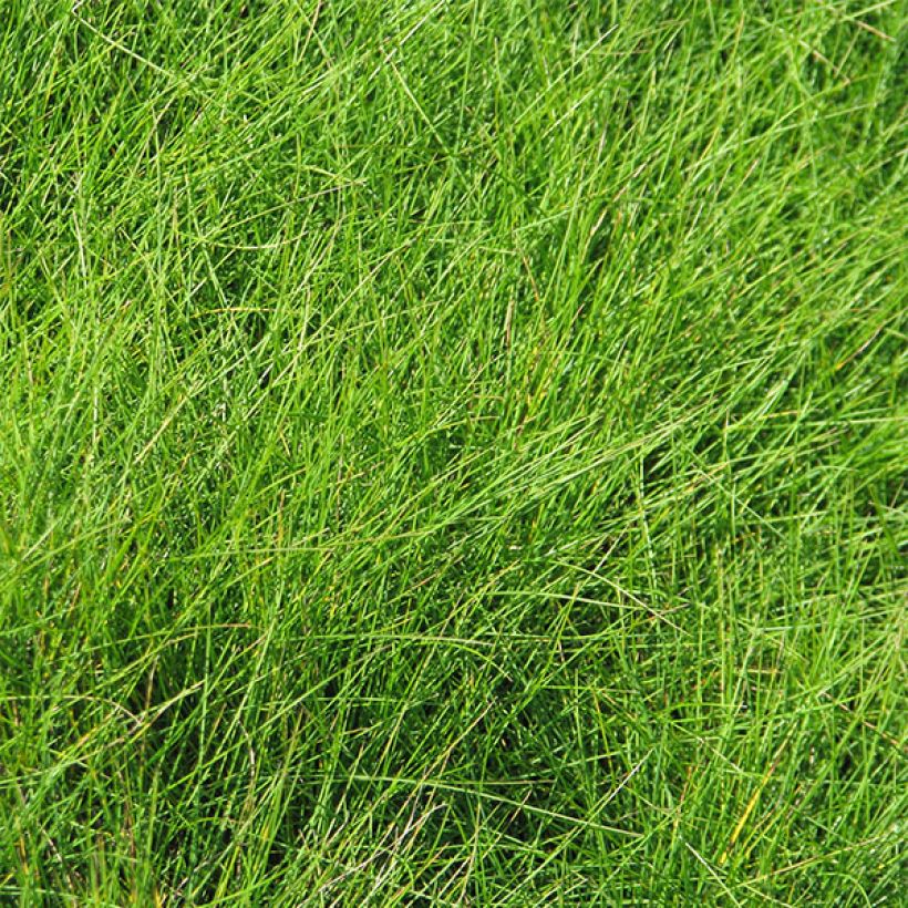 Echter Schwingel - Festuca filiformis (Foliage)