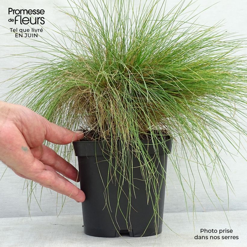 Example of Echter Schwingel - Festuca filiformis Topf mit 2L/3L as you get in ete