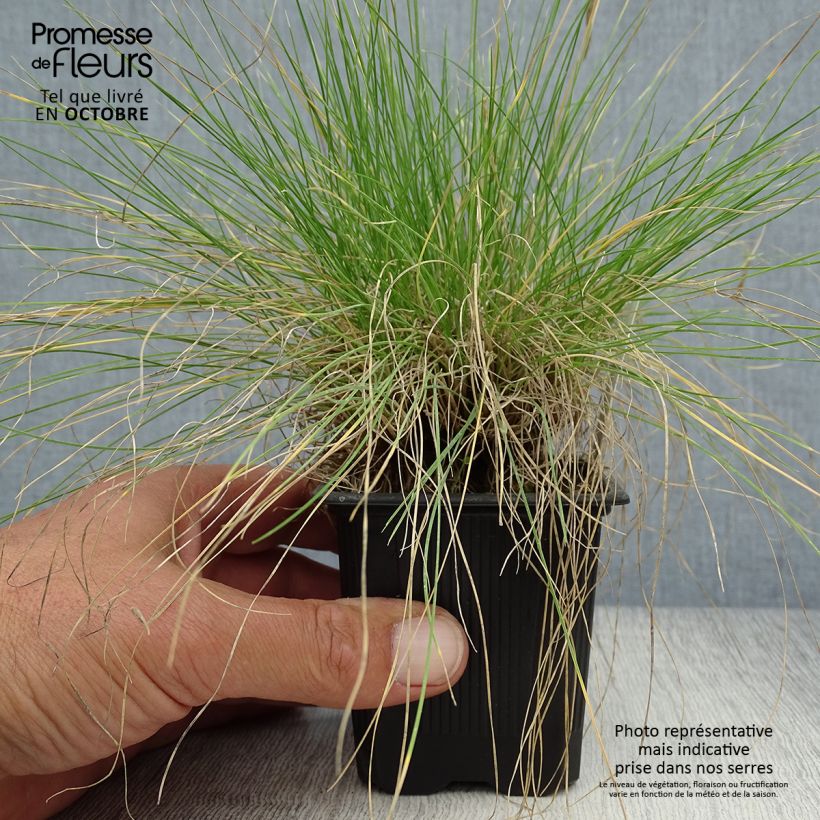 Example of Echter Schwingel - Festuca filiformis Kleine Töpfe von 8/9 cm as you get in automne