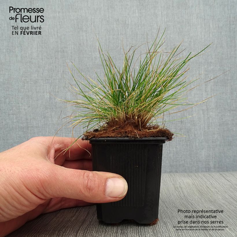 Exemplar von Echter Schwingel - Festuca filiformis Kleine Töpfe von 8/9 cm wie im Winter geliefert