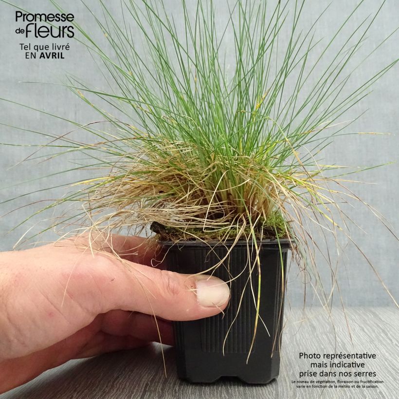 Exemplar von Echter Schwingel - Festuca filiformis Kleine Töpfe von 8/9 cm wie im Frühjahr geliefert