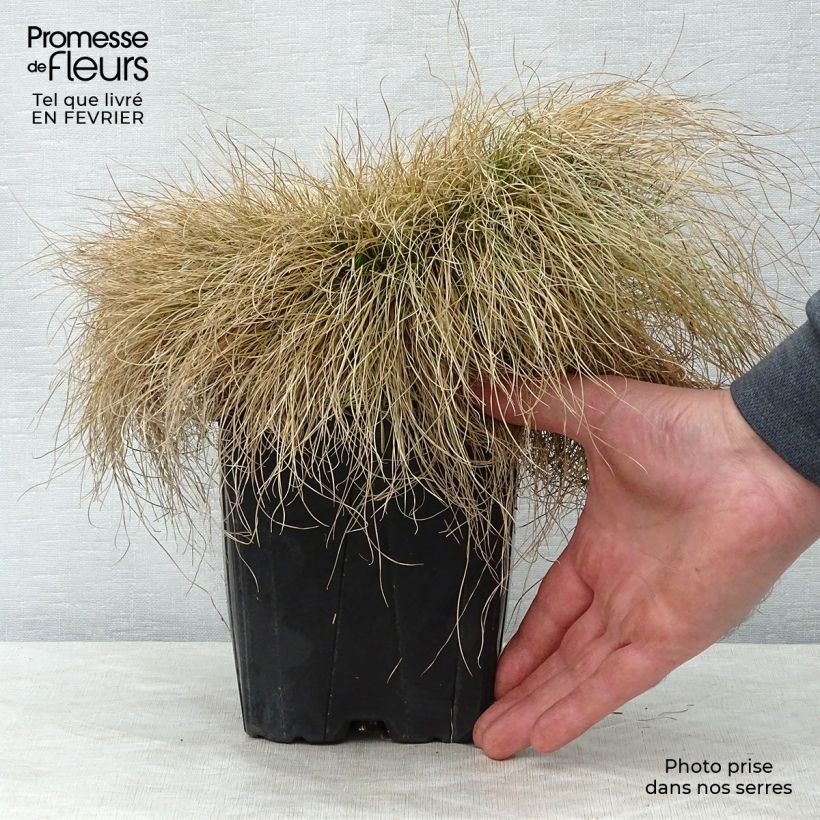 Exemplar von Echter Schwingel - Festuca filiformis Topf mit 2L/3L wie im Winter geliefert