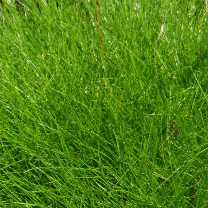 Bärenfell-Schwingel - Festuca gautieri (Foliage)