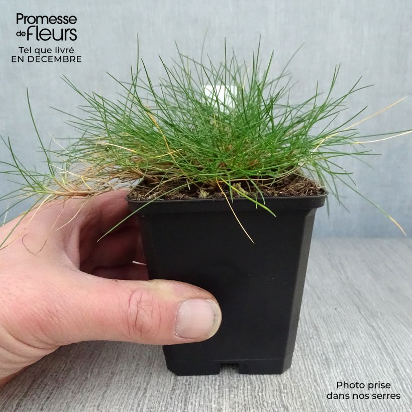 Exemplar von Bärenfell-Schwingel - Festuca gautieri Kleine Töpfe von 8/9 cm wie im Winter geliefert