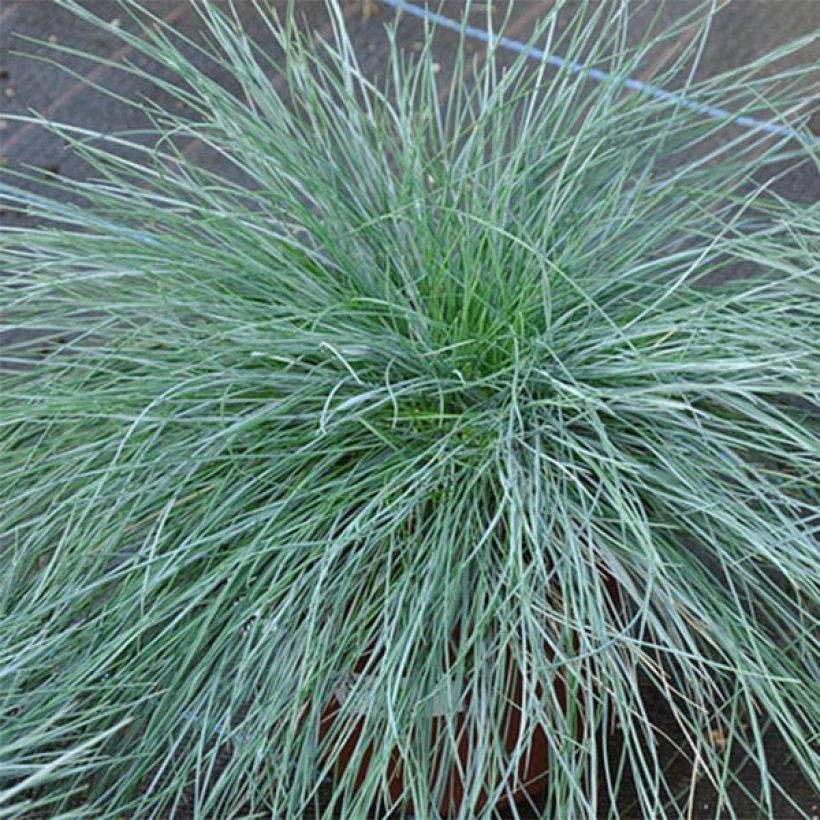 Schaf-Schwingel var. glauca - Festuca ovina (Foliage)